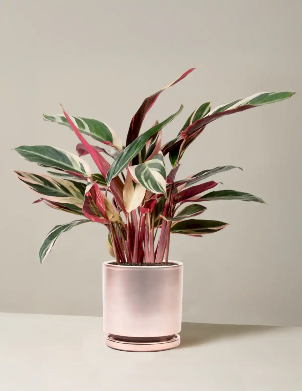 Stromanthe Triostar