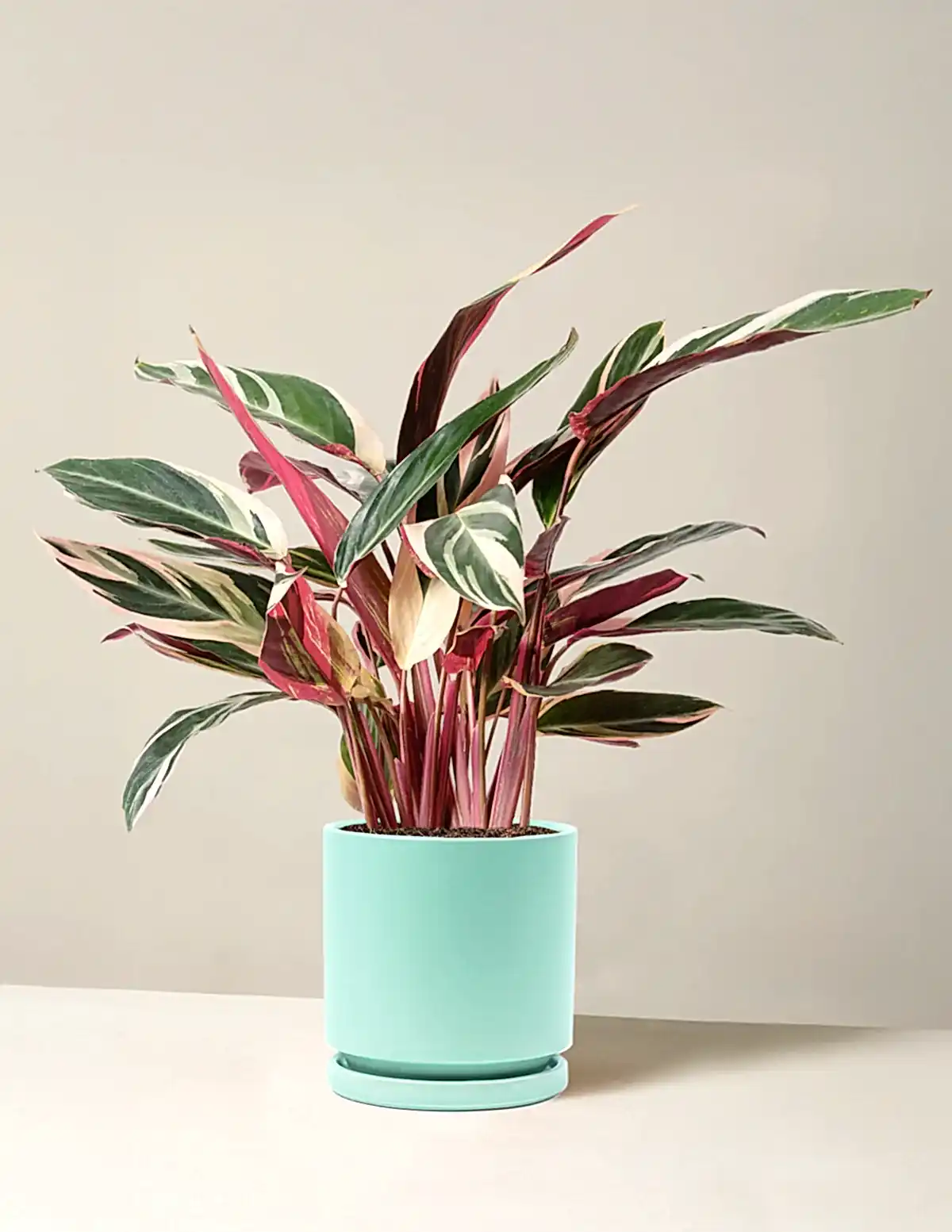 Stromanthe Triostar