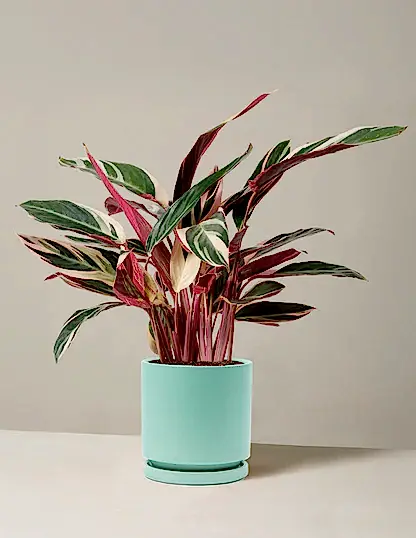 Stromanthe Triostar