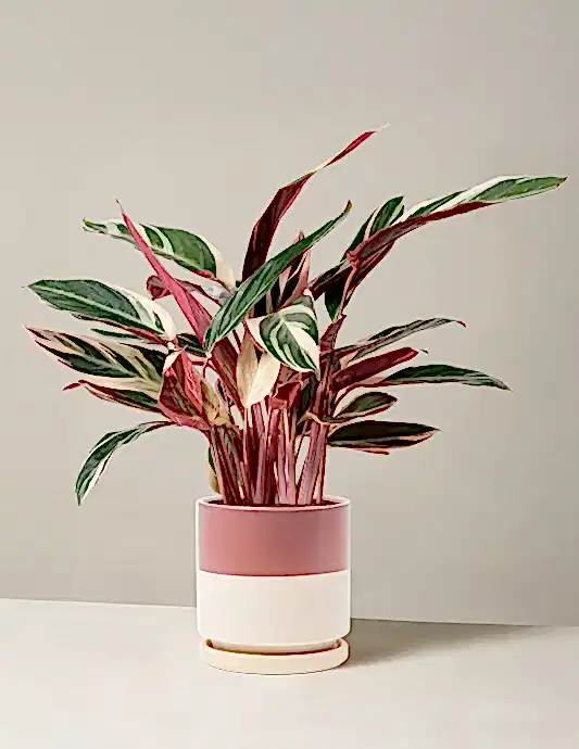 Stromanthe Triostar