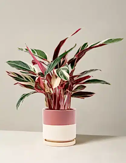 Stromanthe Triostar