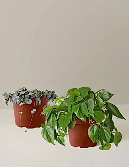 Trailing Hearts Duo