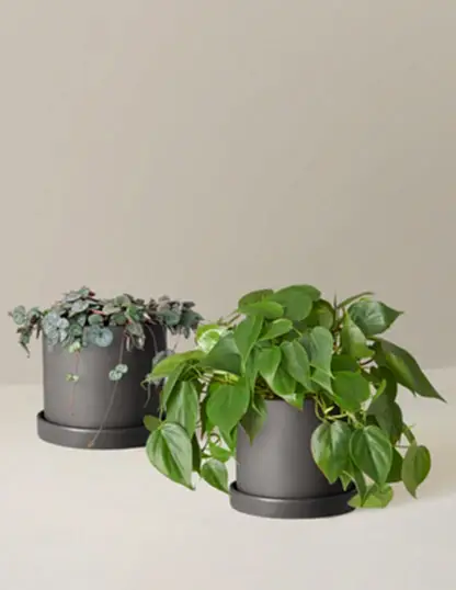Trailing Hearts Duo