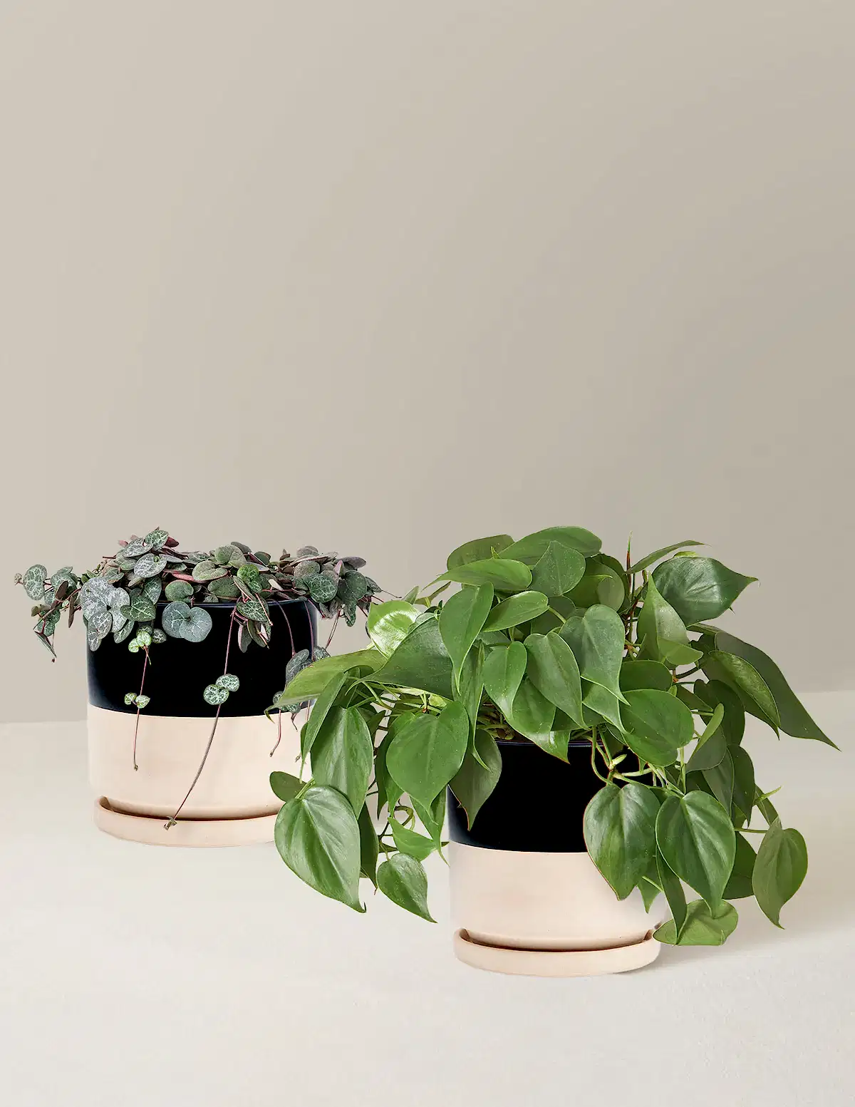Trailing Hearts Duo