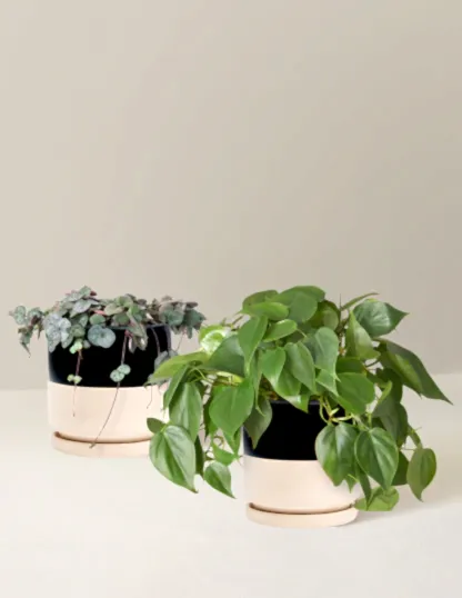 Trailing Hearts Duo