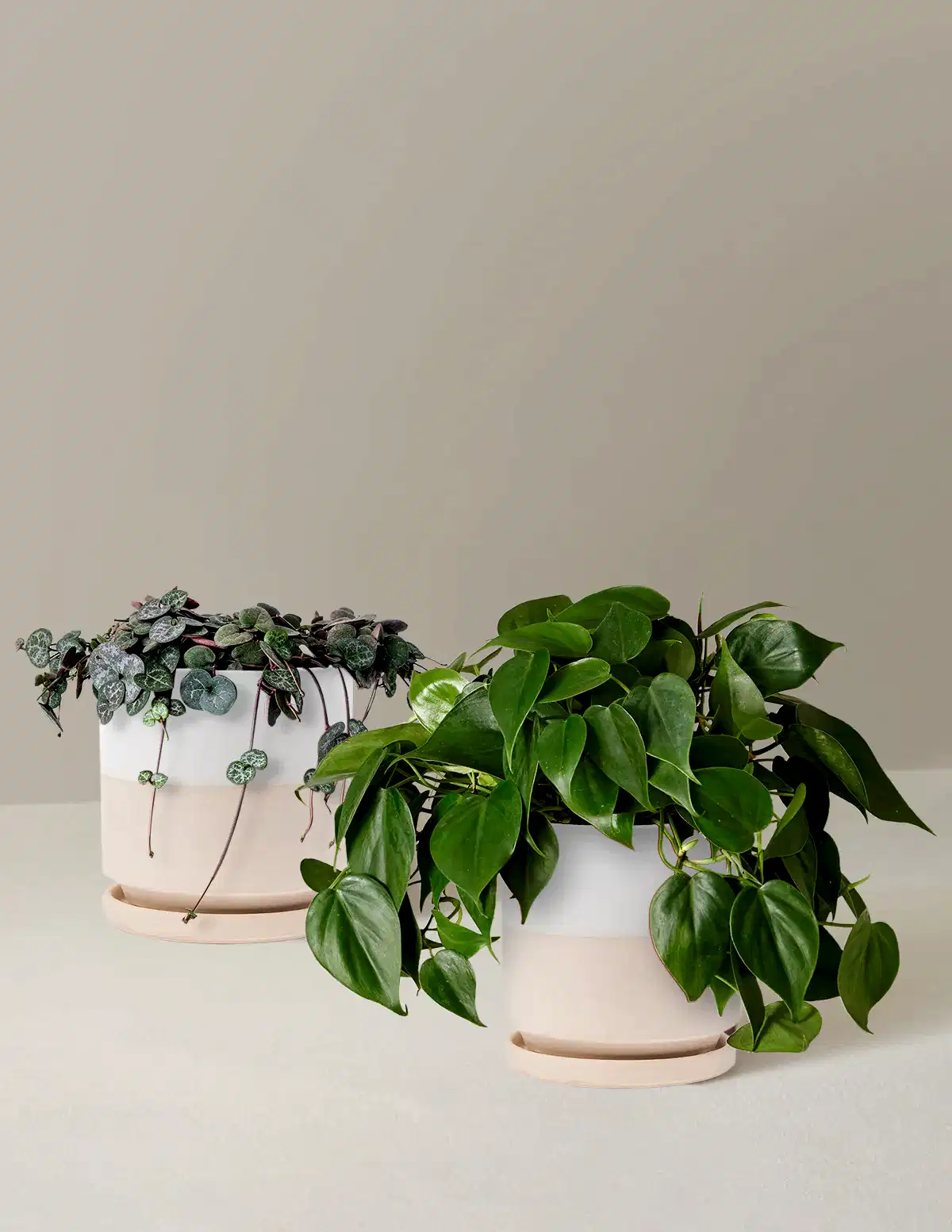 Trailing Hearts Duo