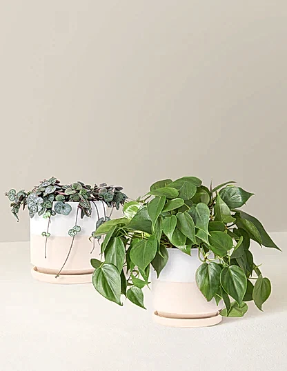 Trailing Hearts Duo