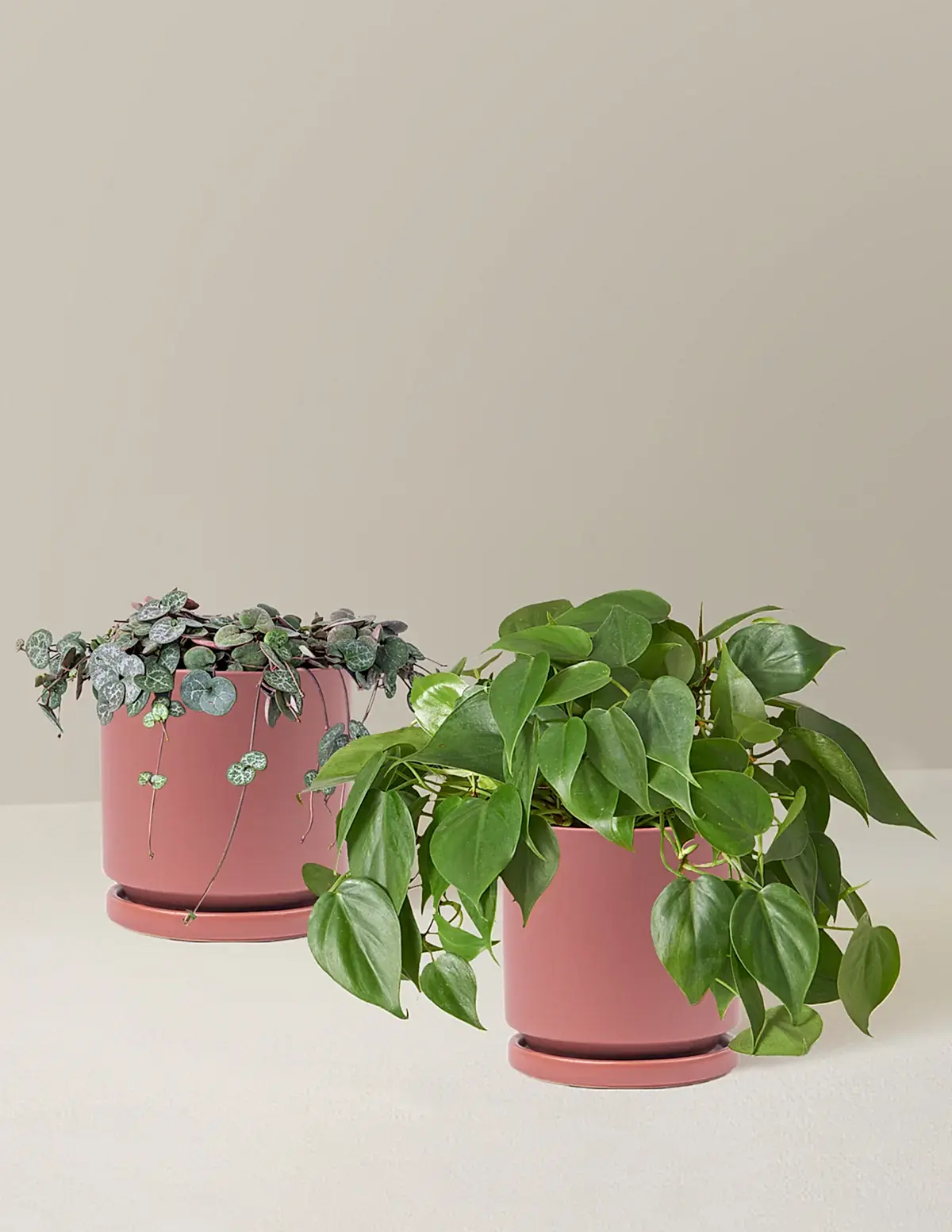 Trailing Hearts Duo