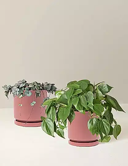 Trailing Hearts Duo