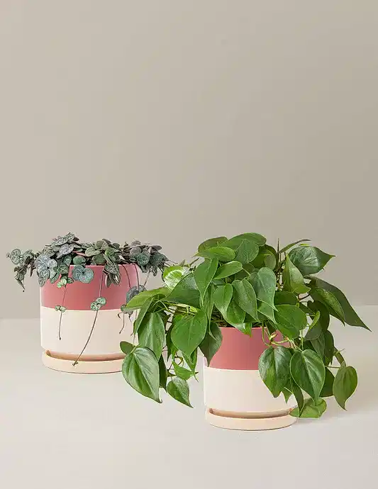 Trailing Hearts Duo