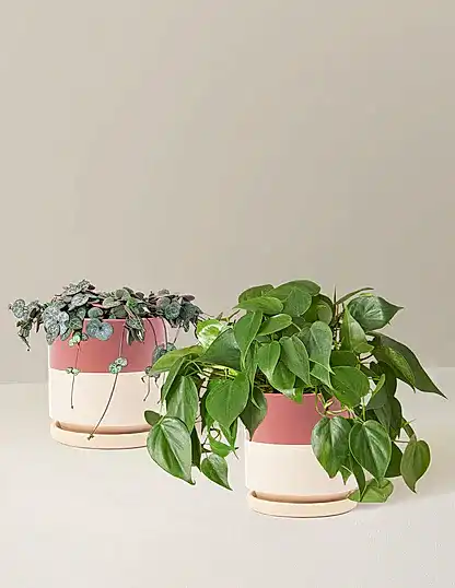 Trailing Hearts Duo