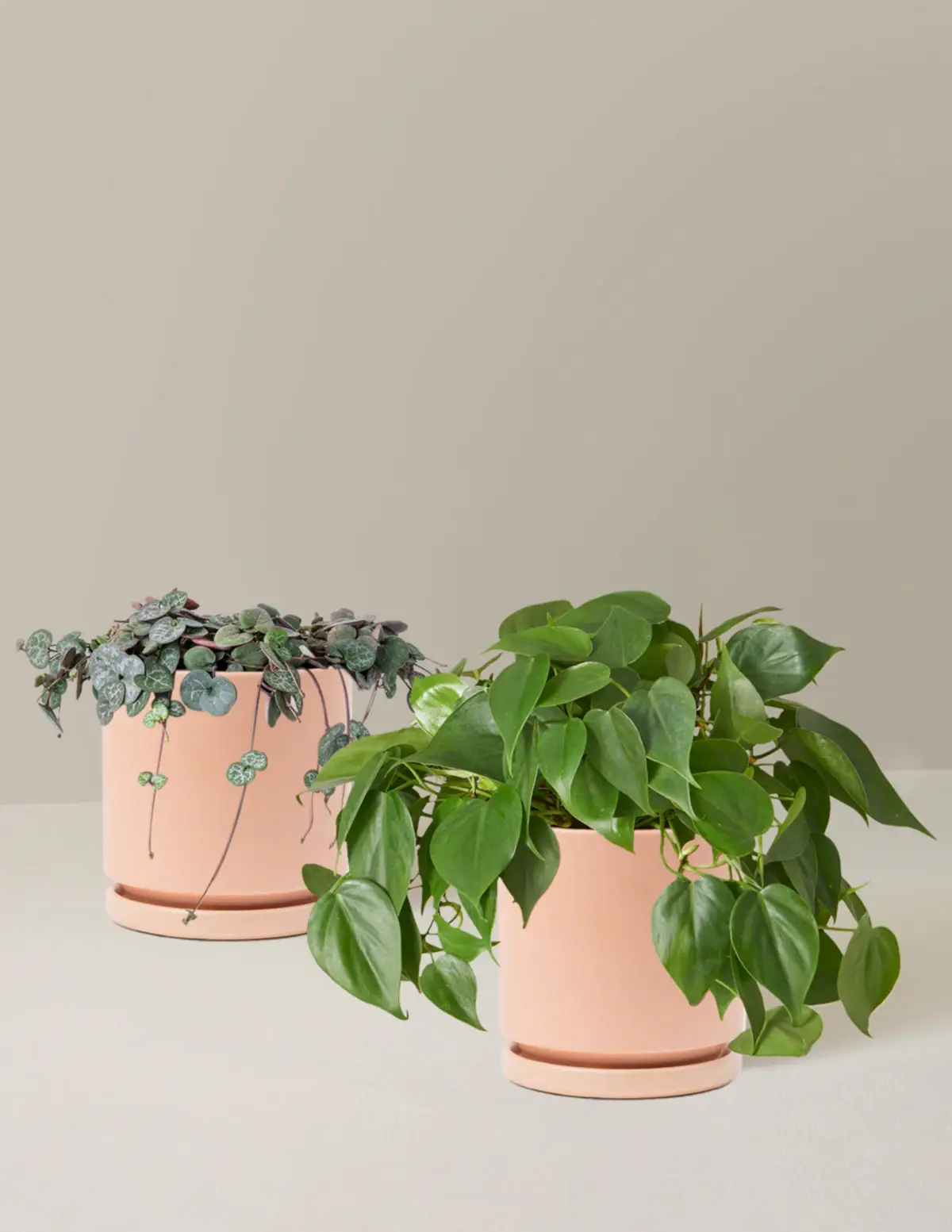 Trailing Hearts Duo