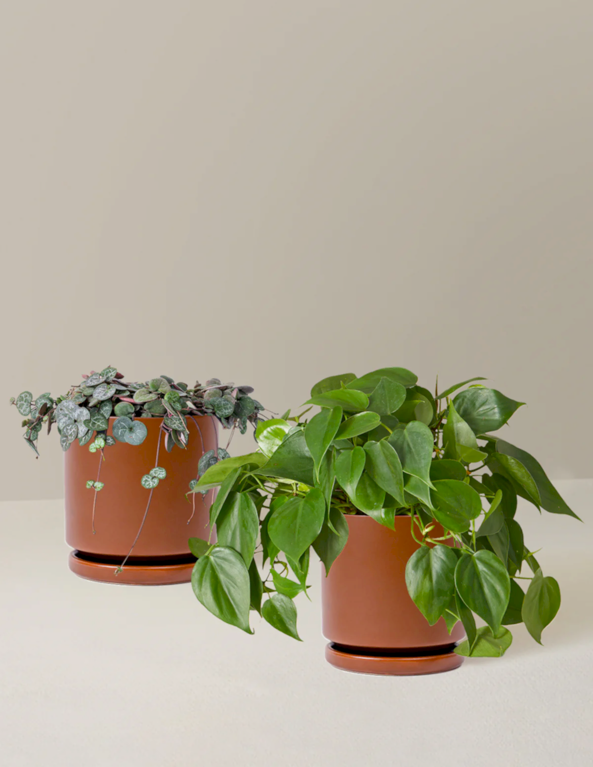 Trailing Hearts Duo