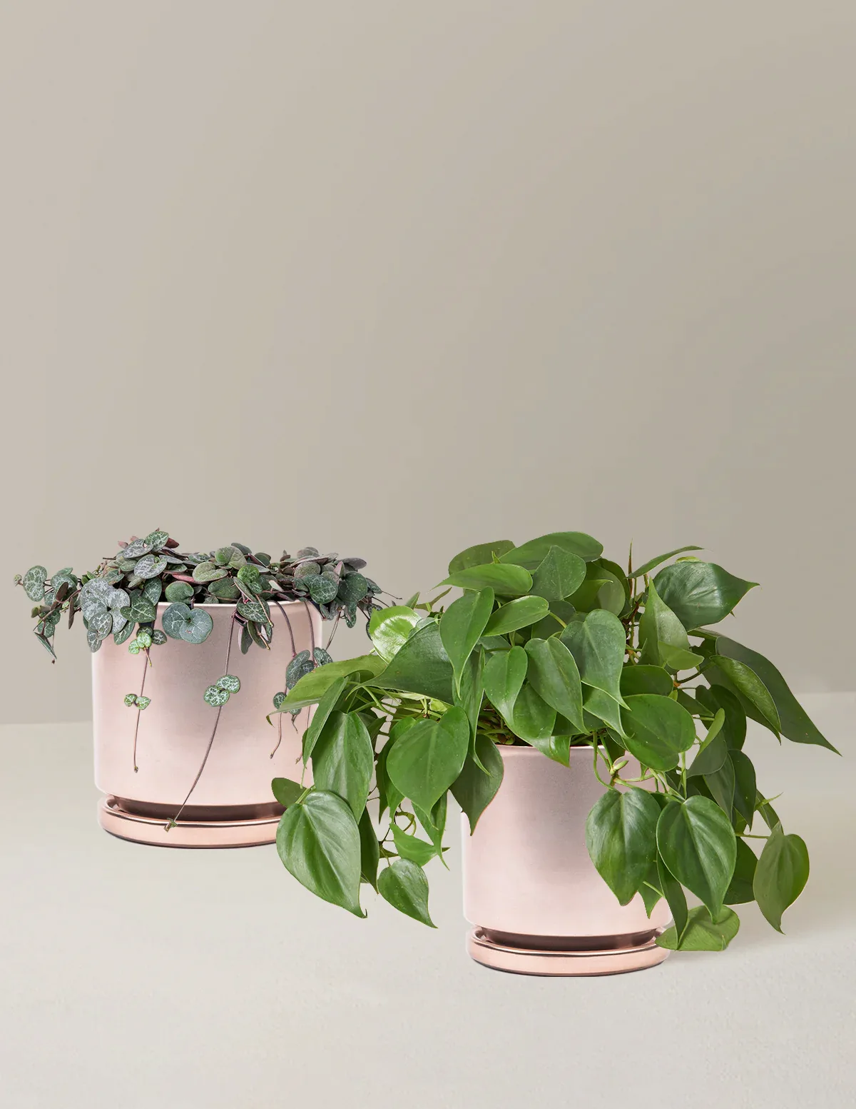 Trailing Hearts Duo