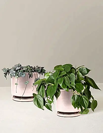 Trailing Hearts Duo