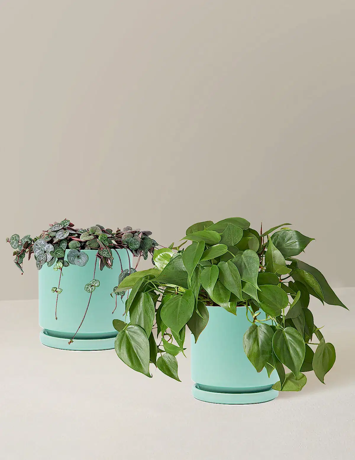 Trailing Hearts Duo