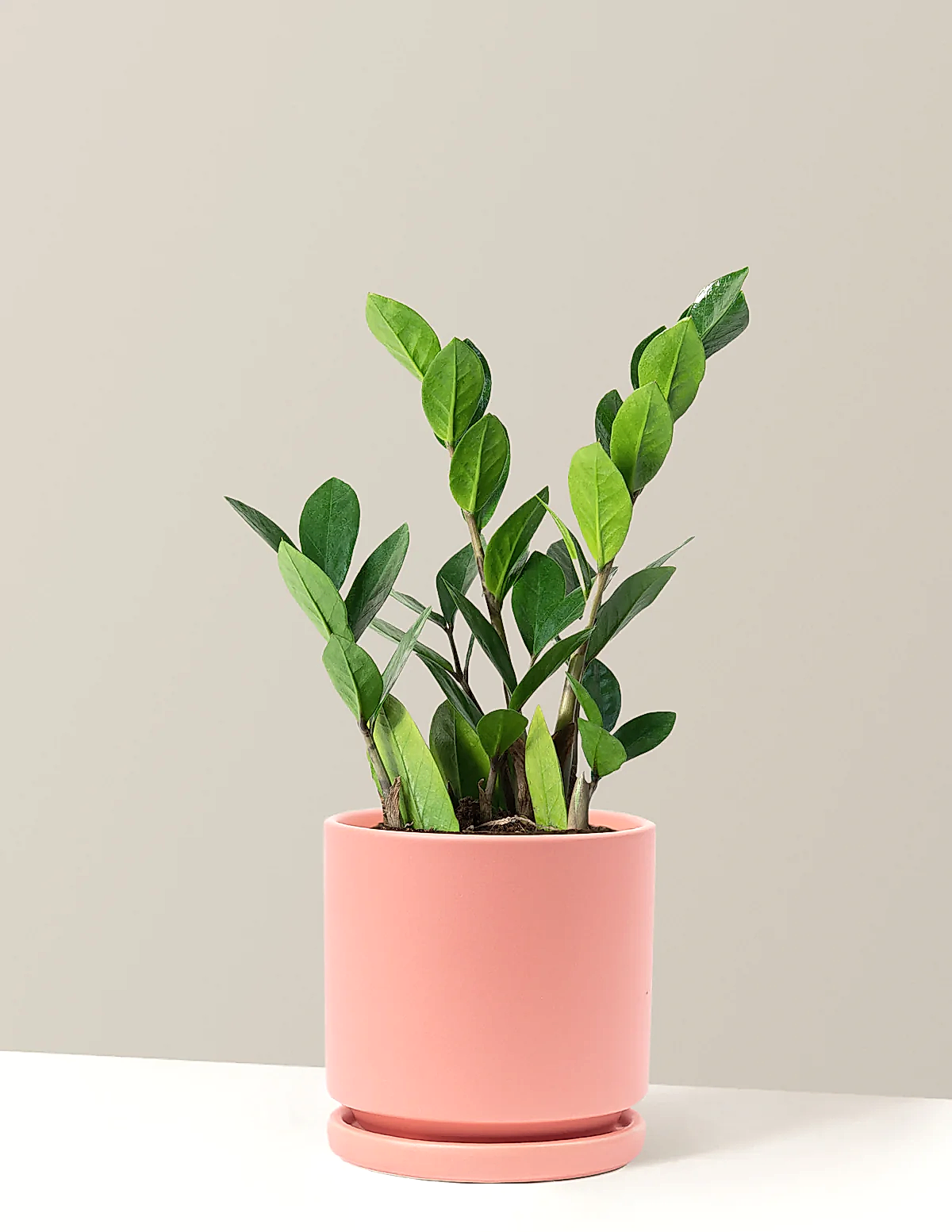 ZZ Plant