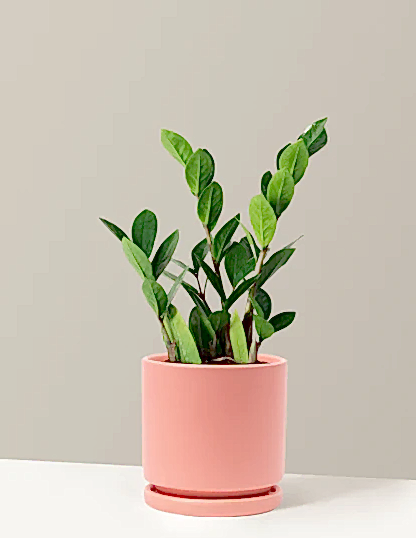 ZZ Plant