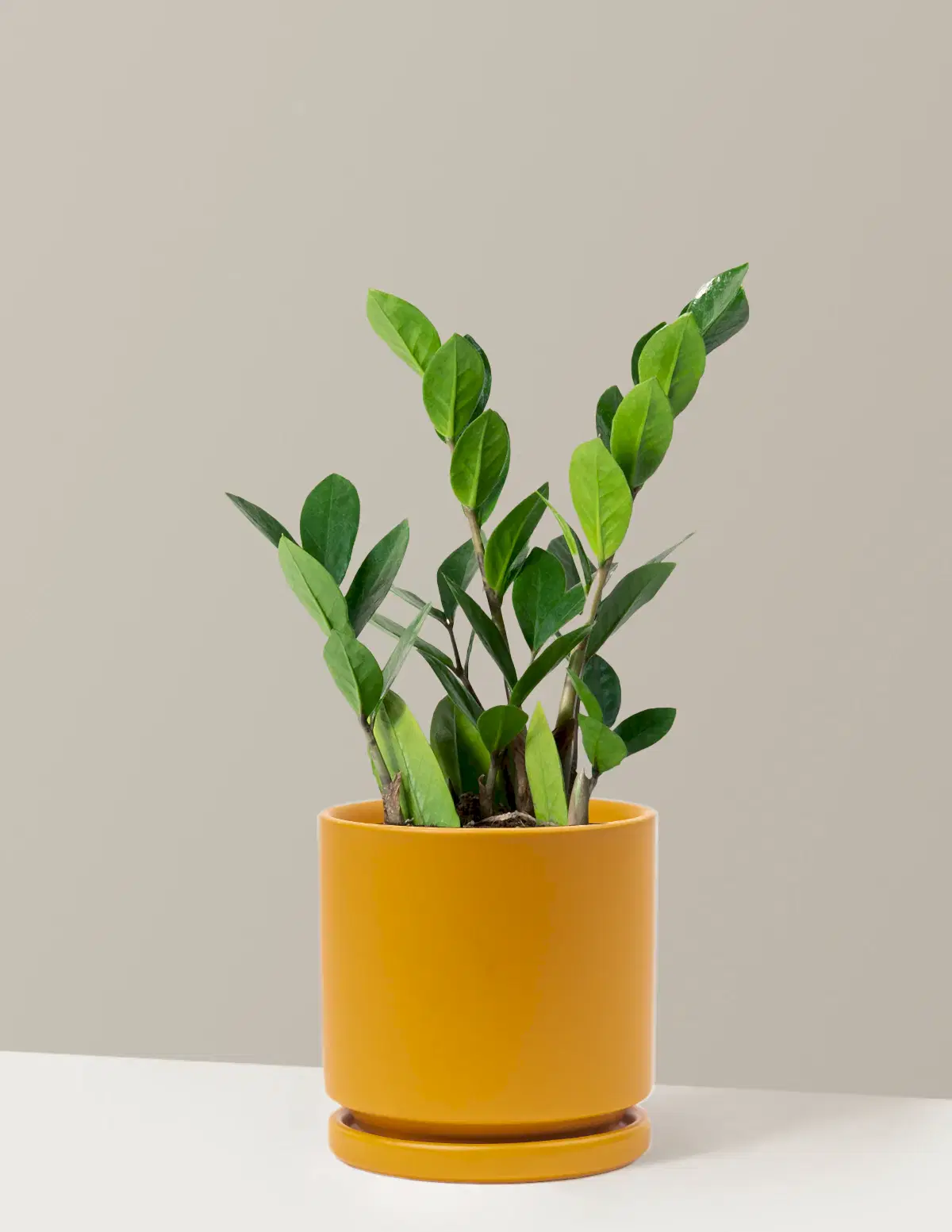 ZZ Plant