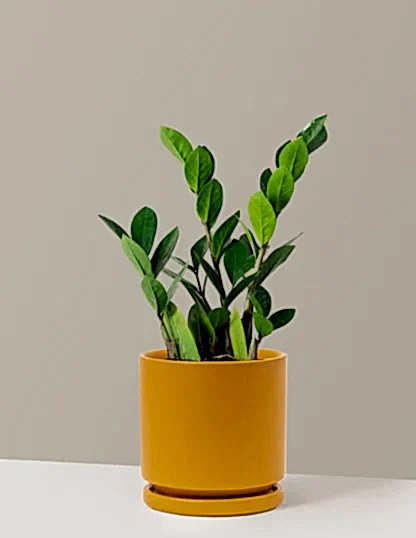 ZZ Plant