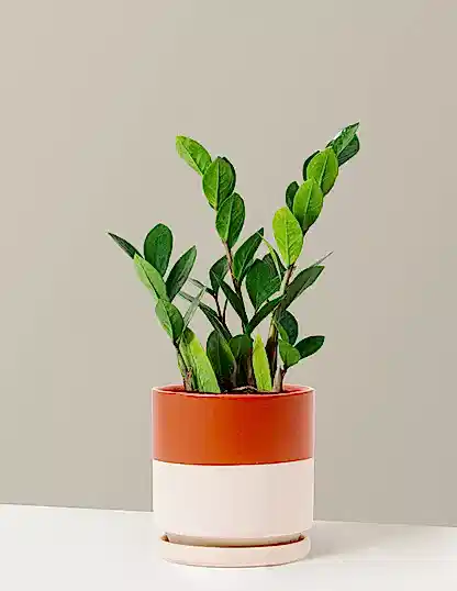 ZZ Plant