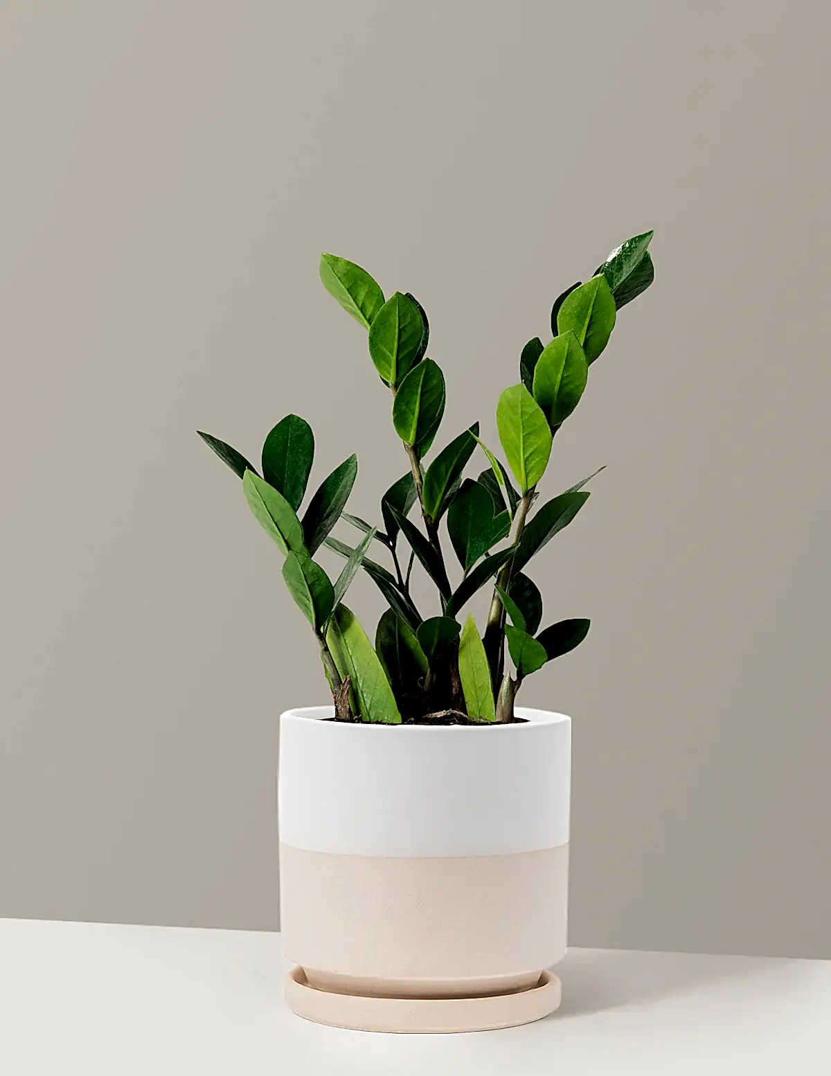 ZZ Plant