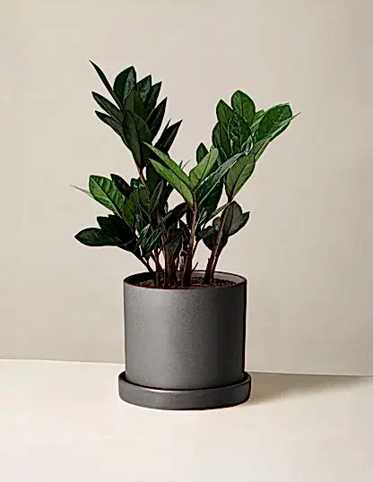 Black ZZ Plant