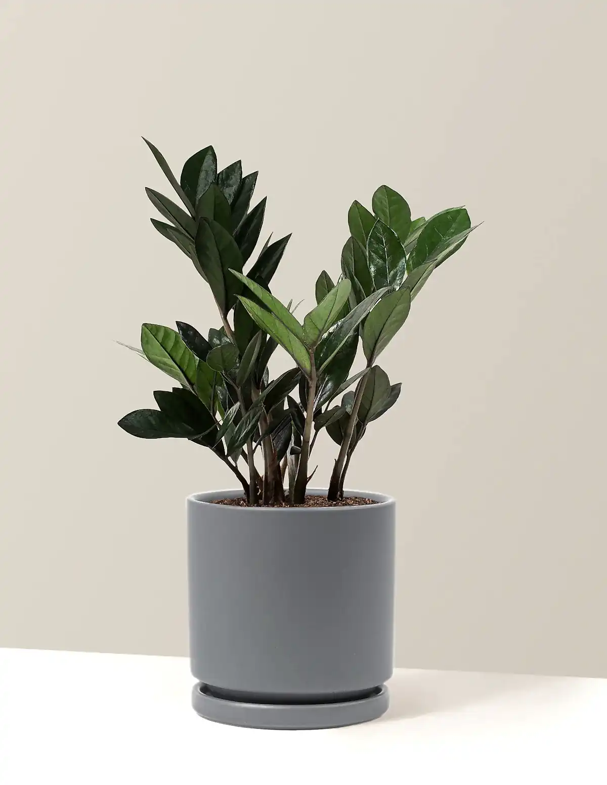 Black ZZ Plant