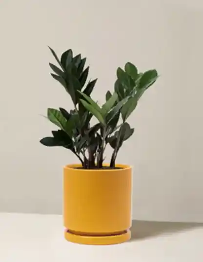 Black ZZ Plant