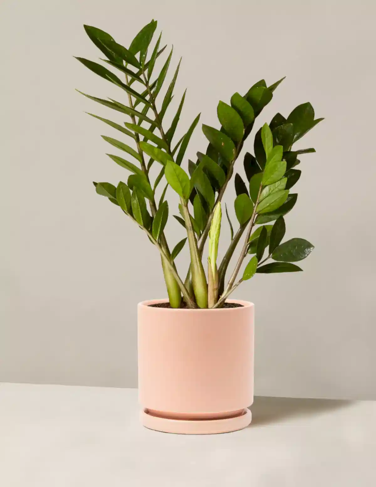 ZZ Plant