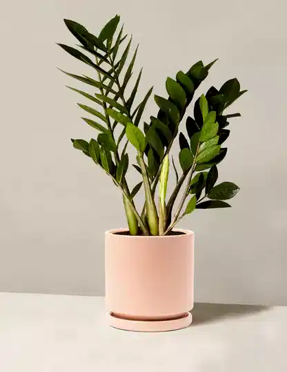 ZZ Plant