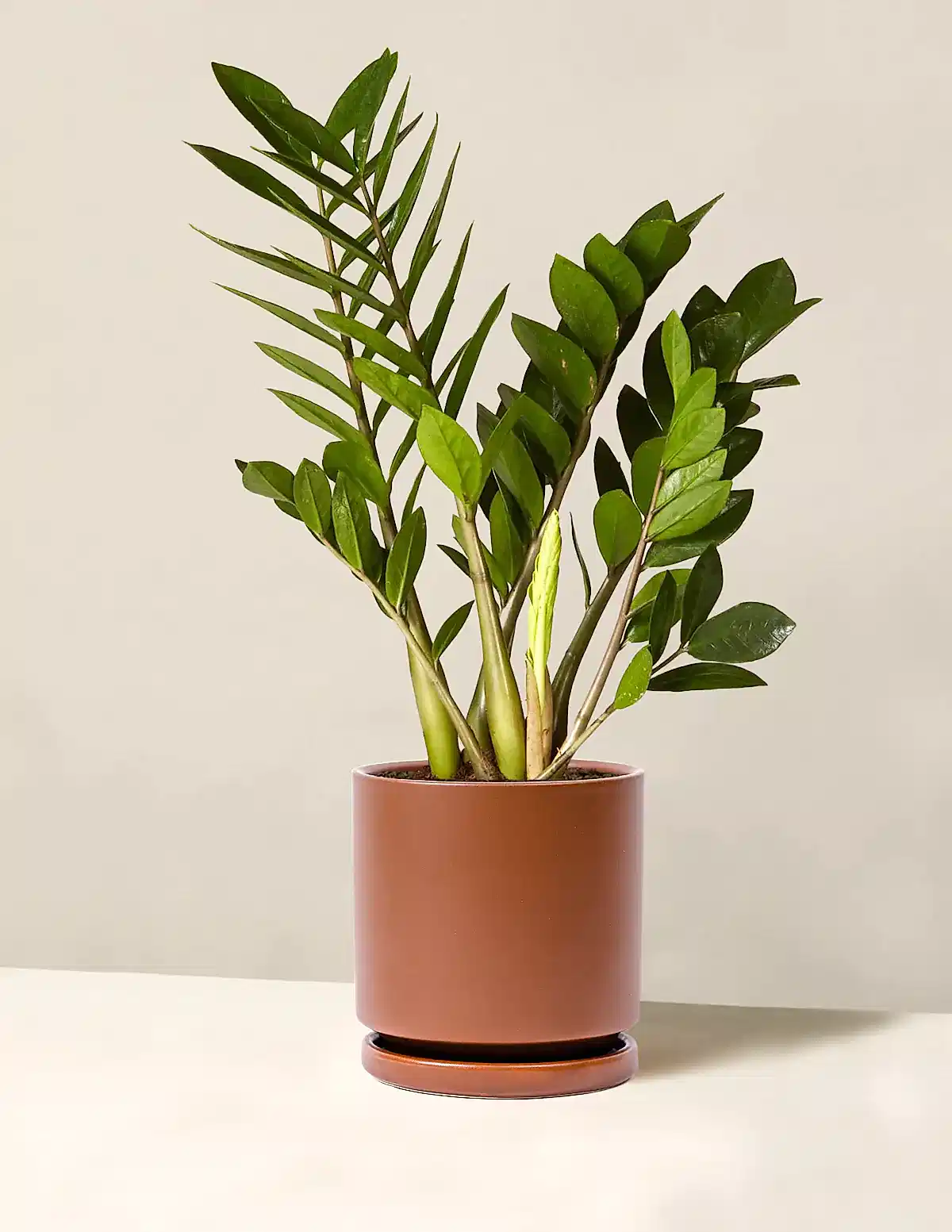 ZZ Plant