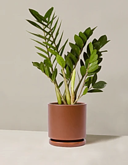 ZZ Plant