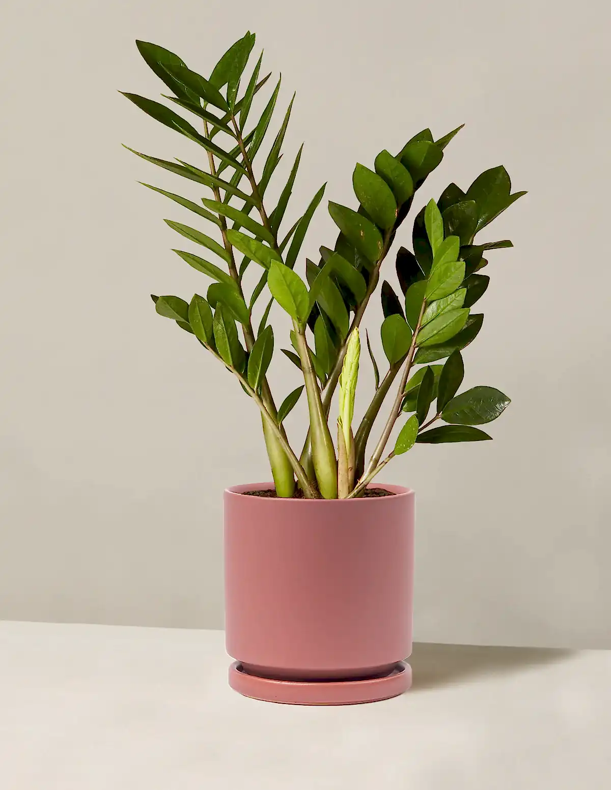 ZZ Plant