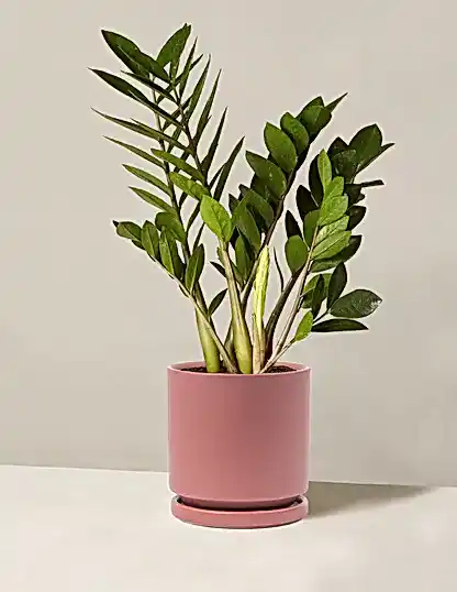ZZ Plant
