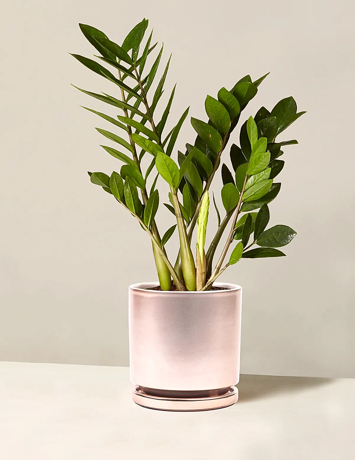 ZZ Plant