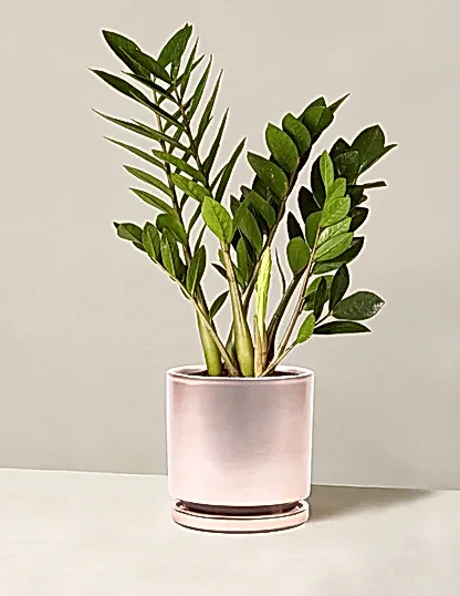 ZZ Plant