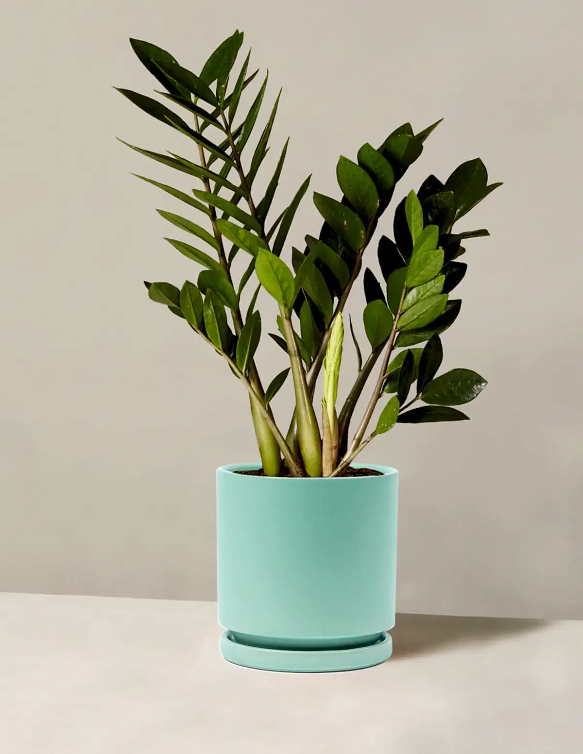 ZZ Plant