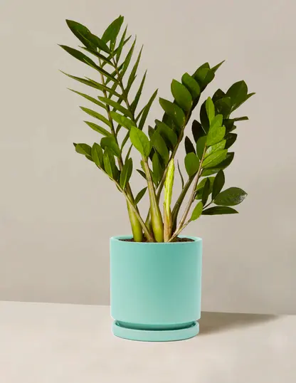 ZZ Plant