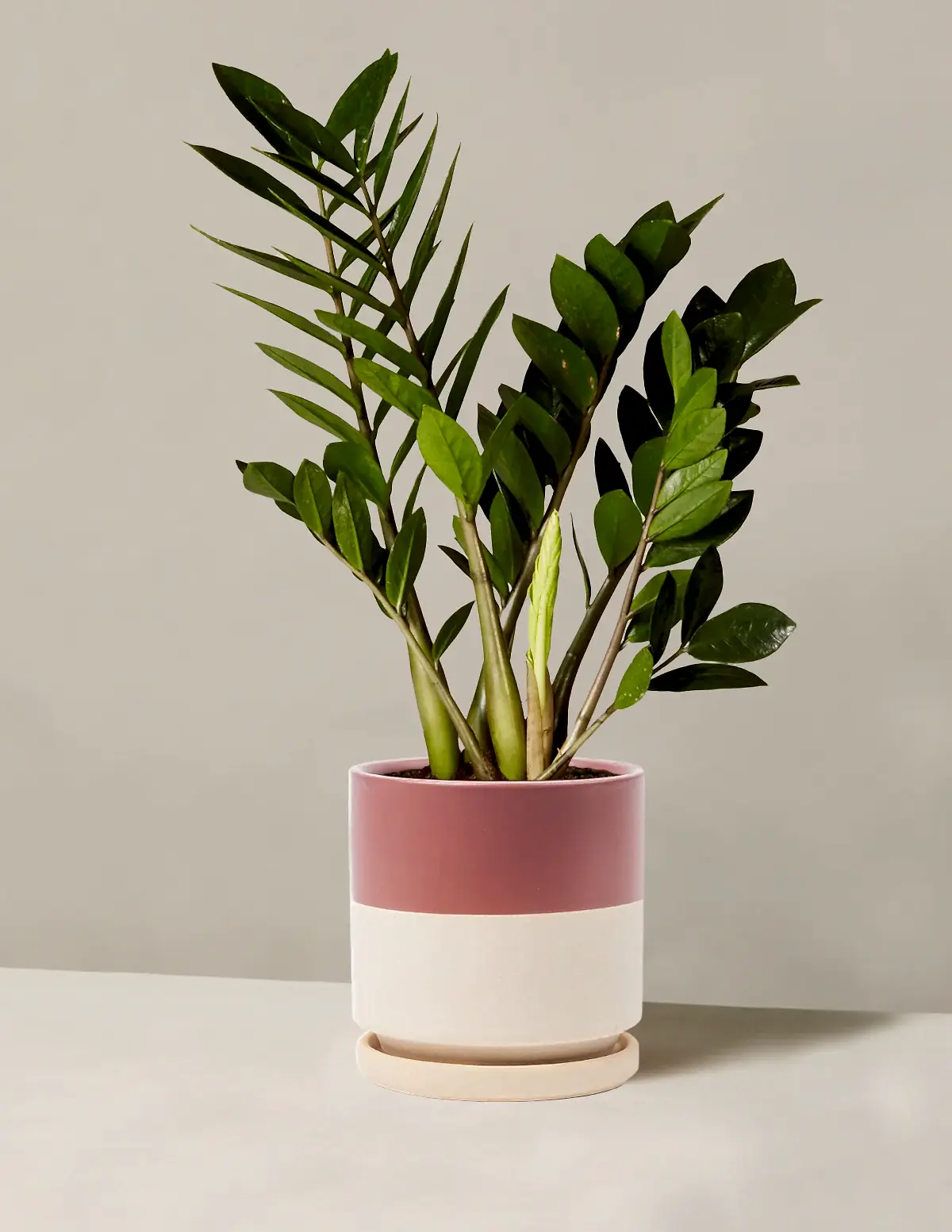 ZZ Plant