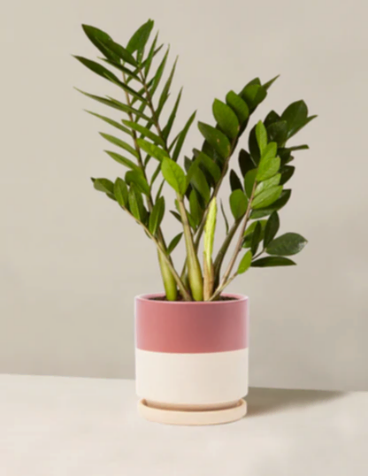 ZZ Plant