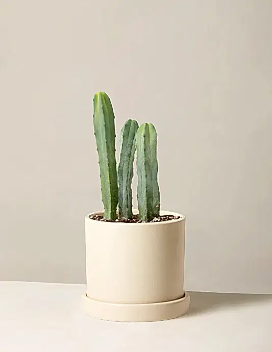 Blue Candle Cactus