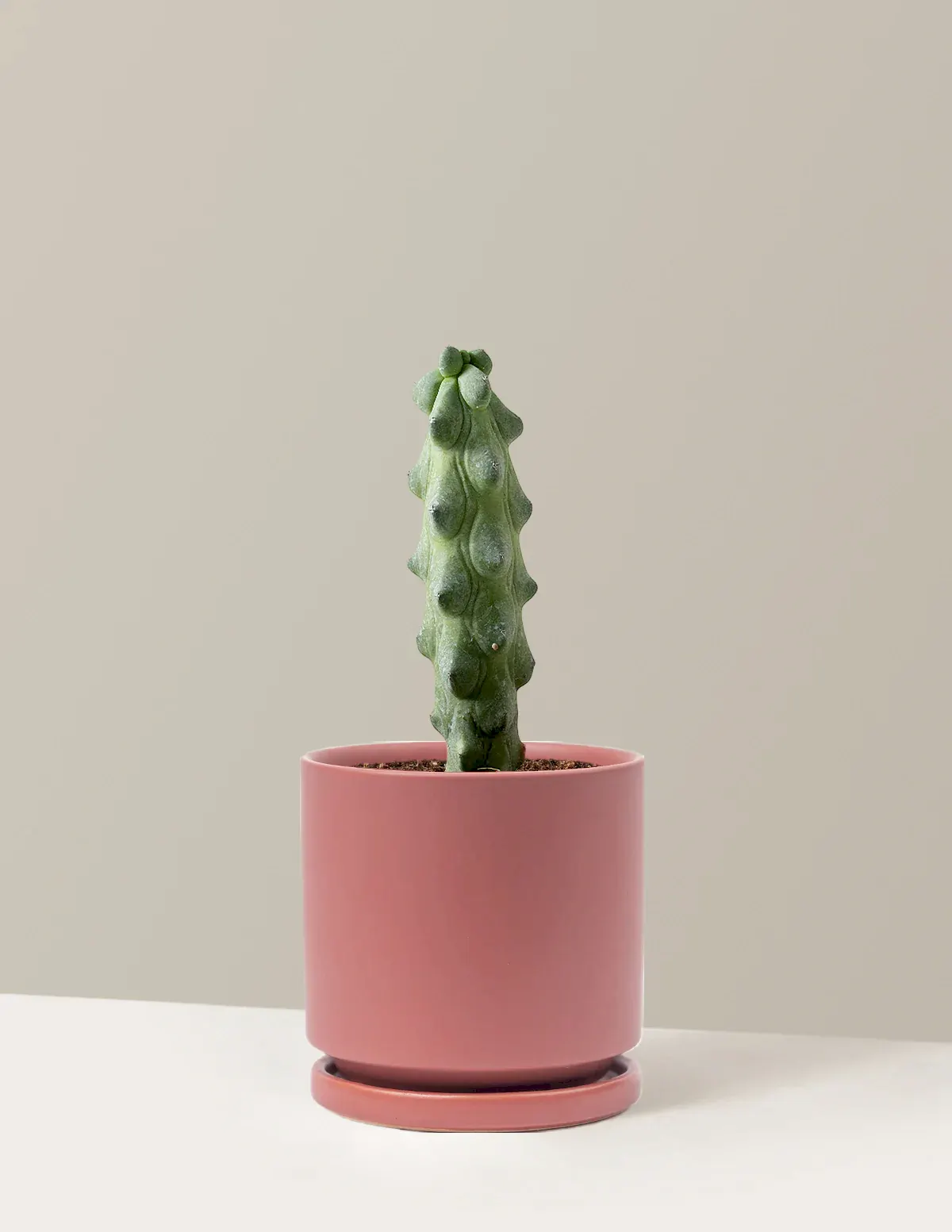 Boobie Cactus