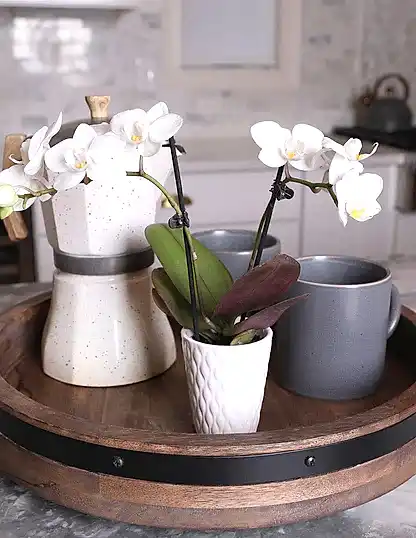 Mini Orchid