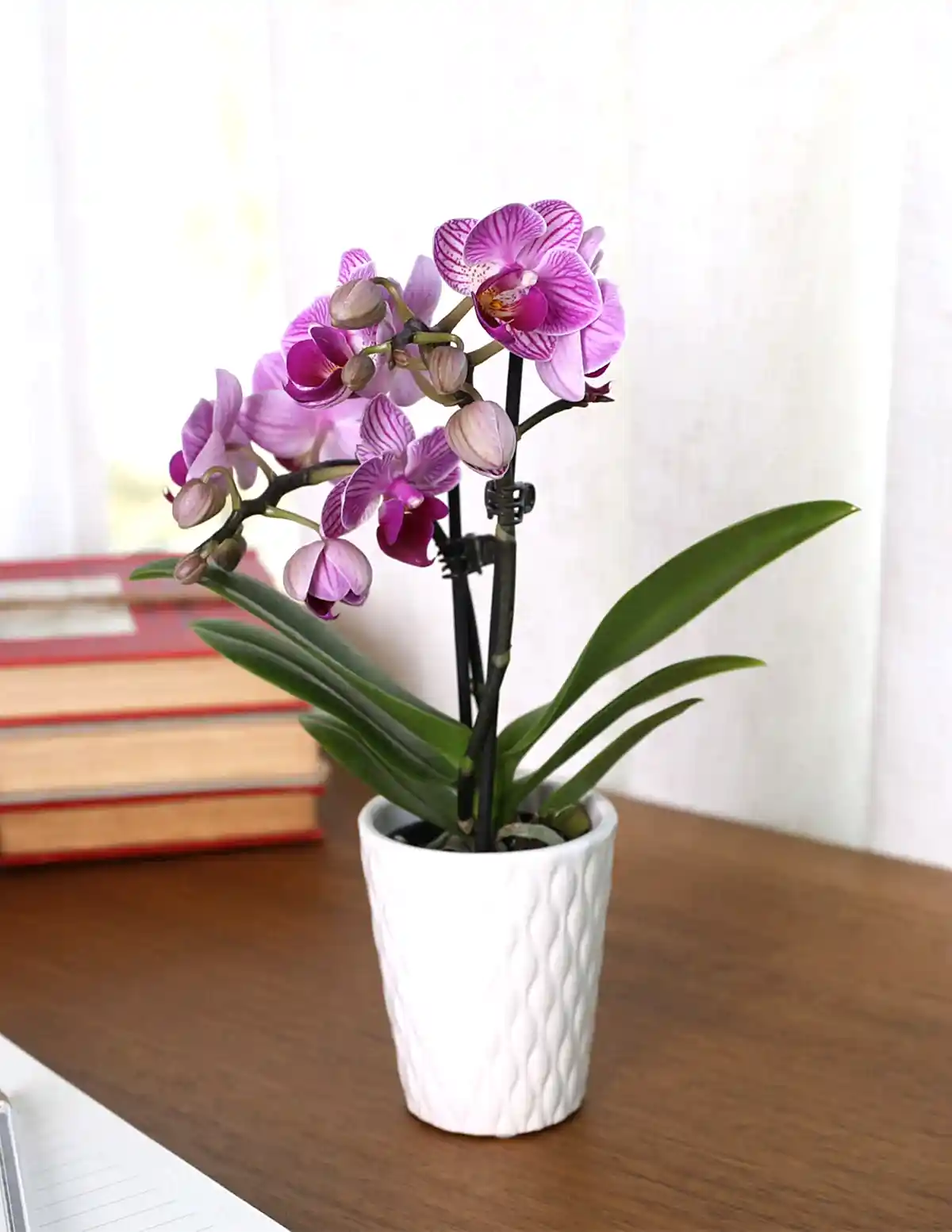 Mini Orchid