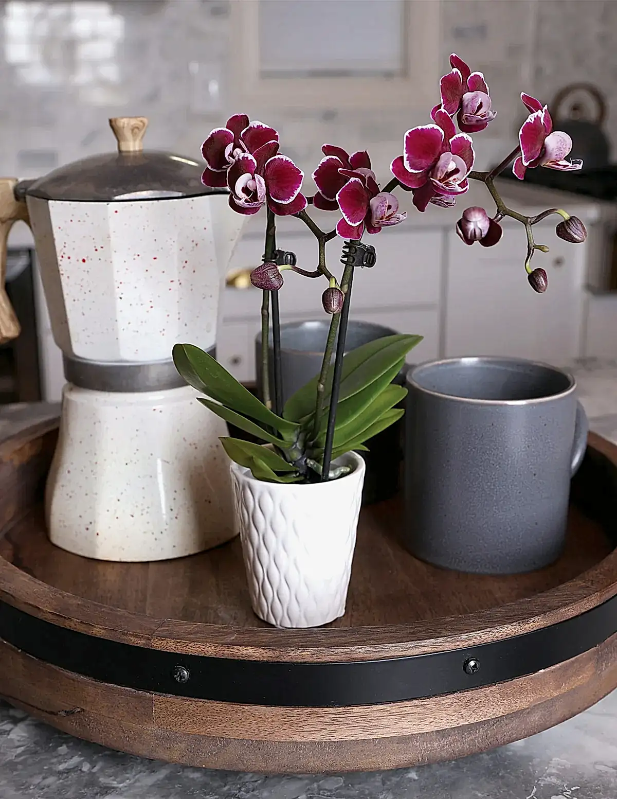 Mini Orchid