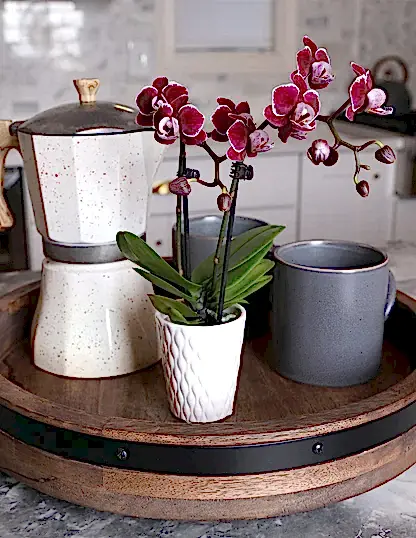 Mini Orchid