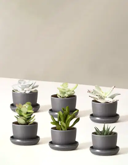 Succulent Assortment