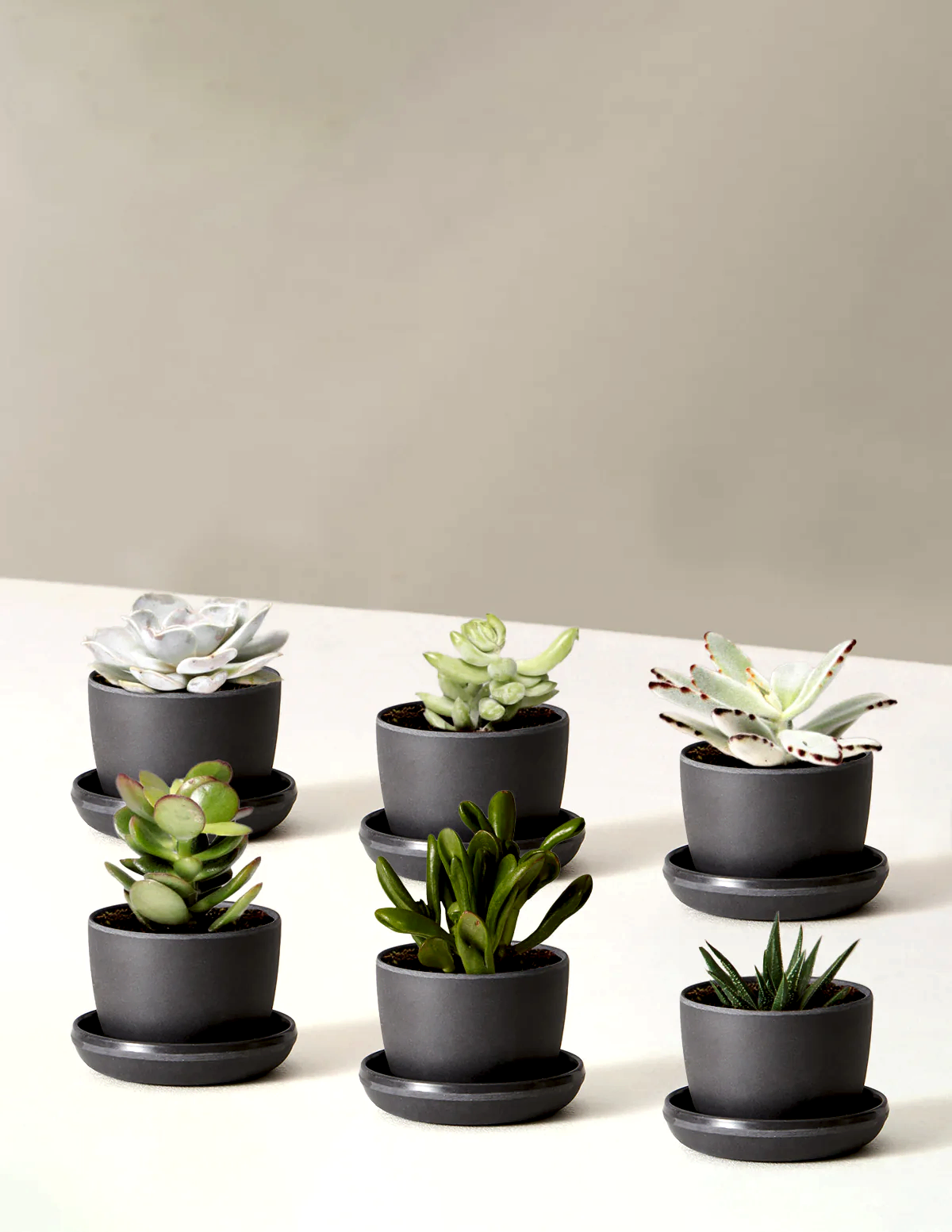 Succulent Assortment