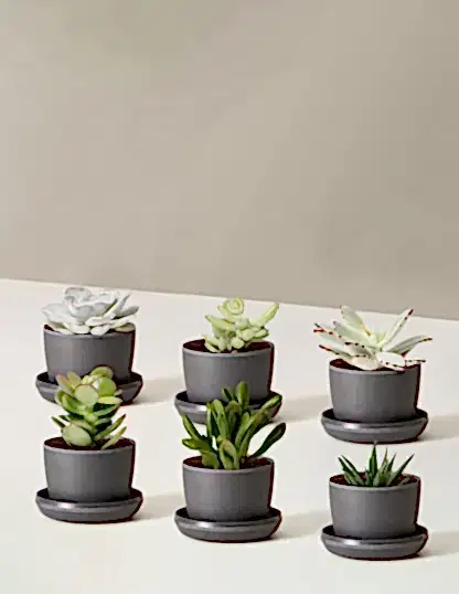 Succulent Assortment